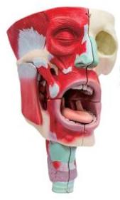 鼻、口、咽喉腔分解模型