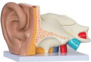耳（外、中、內）解剖